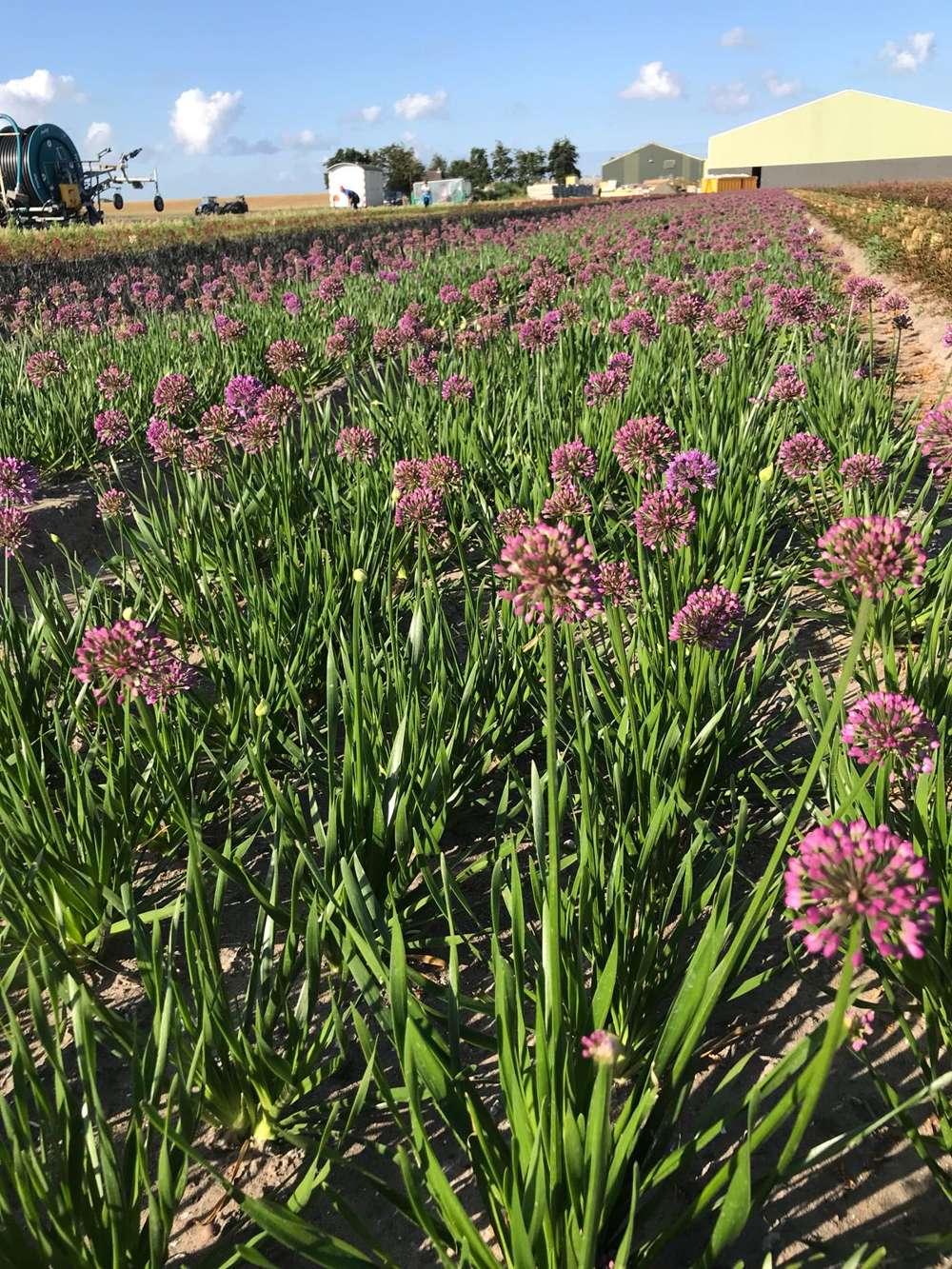Allium 'Summer Beauty'
